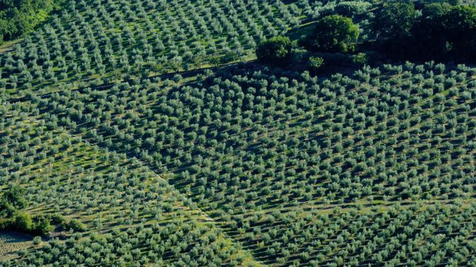 Petruziano delle colline teramane foto