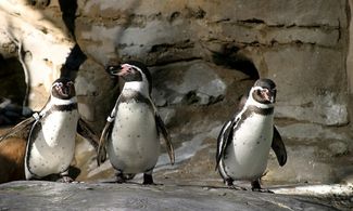 A Torino il primo bioparco immersivo d'Italia