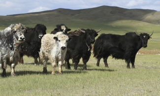 In Mongolia con gli yak 