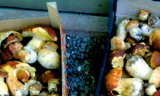 Albareto