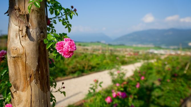 Giardino delle Rose