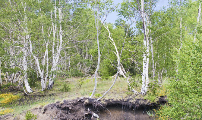 Betulla dell'Etna