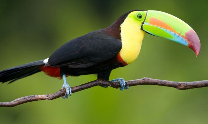 Tucano, uccello tipico del Centroamerica