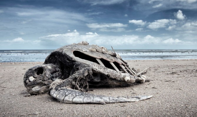 scheletro di Tartaruga sulla spiaggia