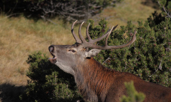 cervo stelvio parco natura primo piano