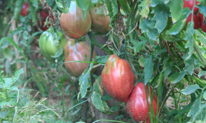 pomodori belmonte calabro