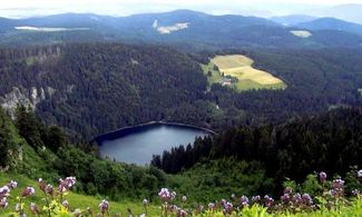 Foresta Nera