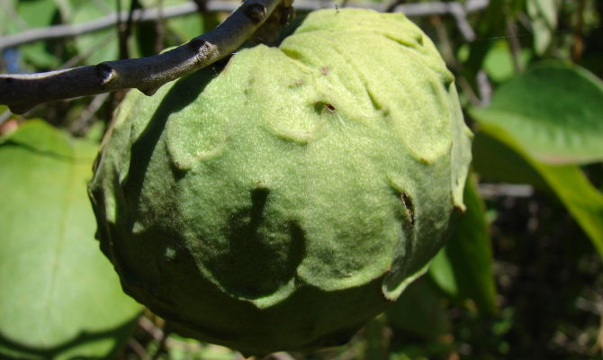 annona frutta