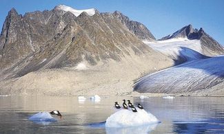 Pinguini tra i ghiacci