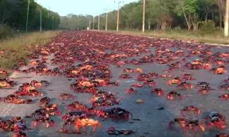 Video: spettacolare invasione di granchi a Cuba