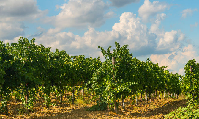 vigna, uva, campagna