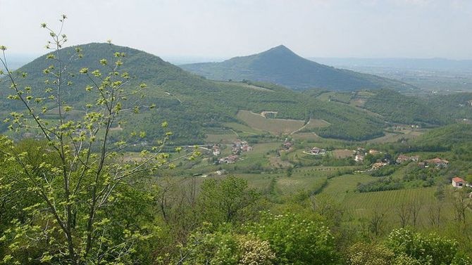 Olio Dop Euganei e Berici foto