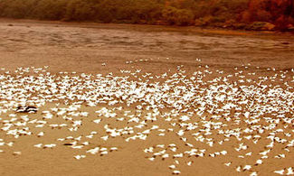 Ottobre in Quebec a tutto birdwatching