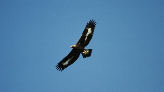 aquila reale