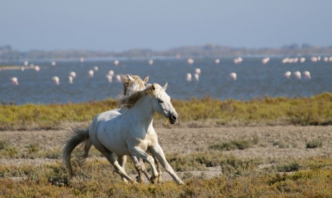 I cavalli della Maremma