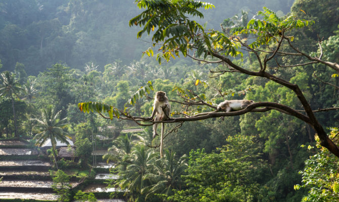 Foresta con macaco