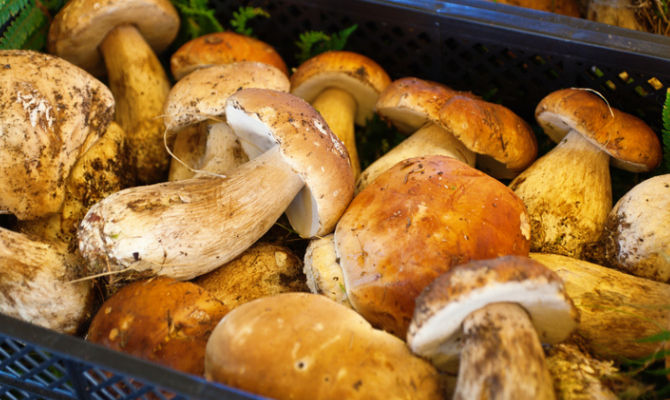 Funghi porcini