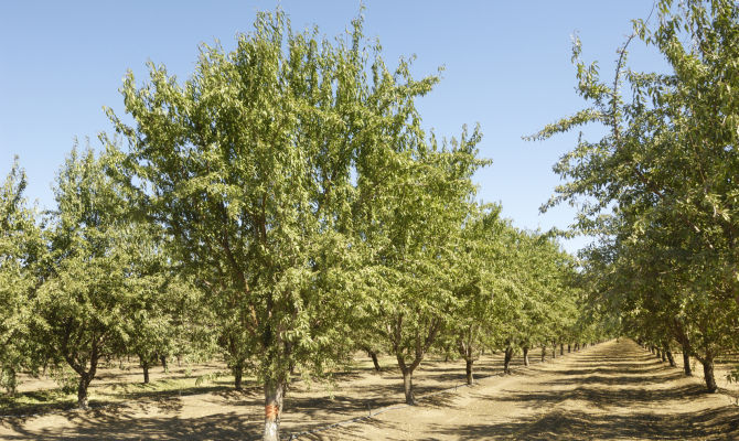 pianta che produce il frutto mandorla, albero<br>