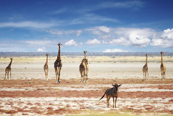 4. Parco Nazionale Etosha