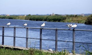 Comacchio valli