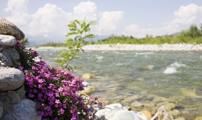 fiume piante stura gesso acqua natura fiori