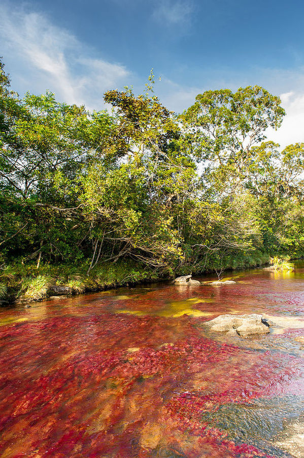 Cano Cristales