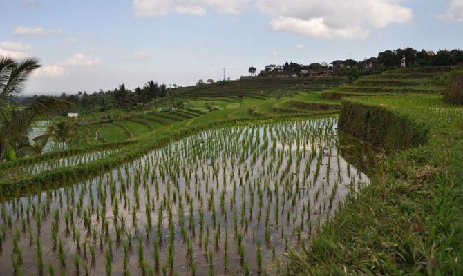 Risaia a Ubud