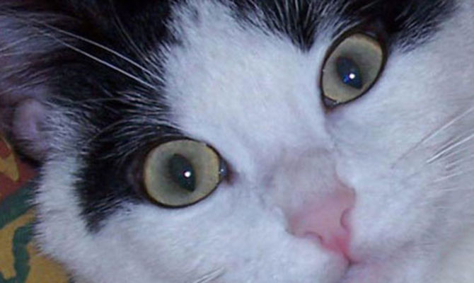 Gatto