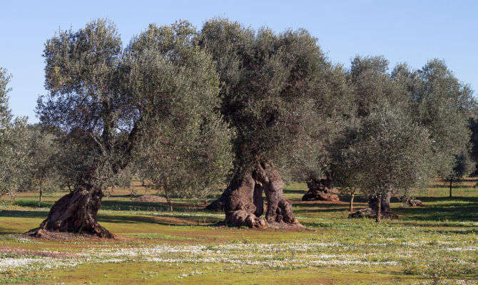 Escursioni tra gli ulivi millenari