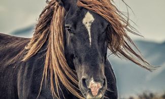 Midi Pirenei: quando l'arte equestre dà spettacolo