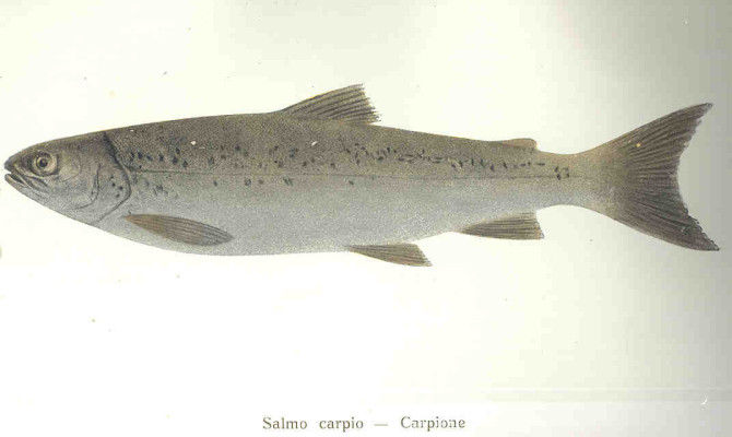 carpione salmo trutta carpio lago di garda