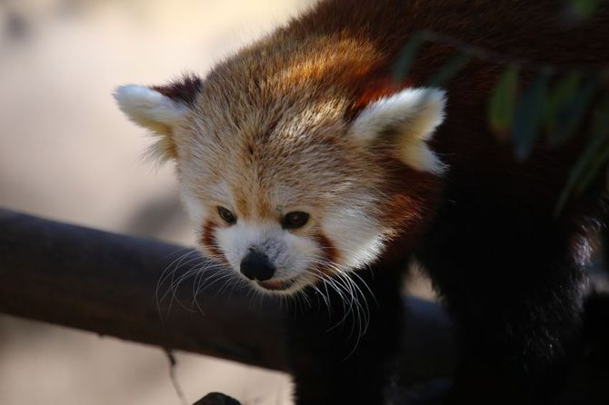 Zoo di San Diego