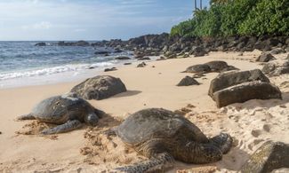 Tetiaroa, l'isola delle tartarughe (e di Marlon Brando)