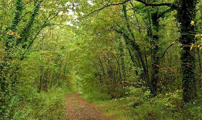 bosco alberi sentiero natura italia molise bosco casale