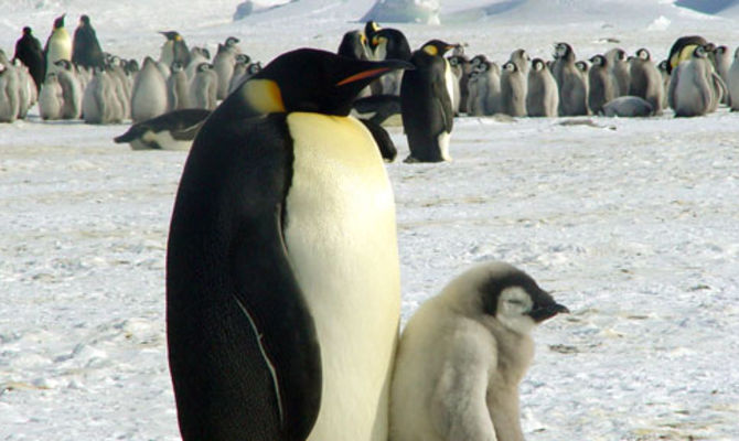 Pinguini in Antartide