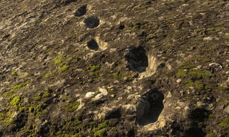 Impronte fossili