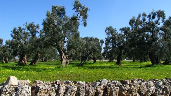 Olio Dop Collina di Brindisi