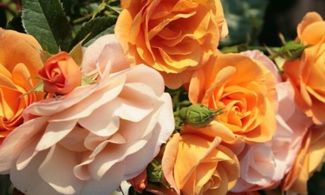 Rosa Portoroz