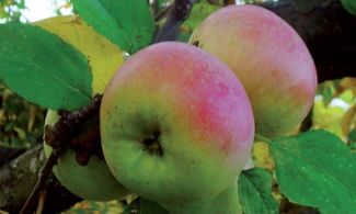 mela zitella frutta
