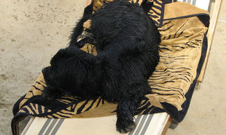 Anche i cani in spiaggia
