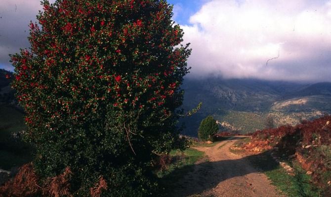 madonie sicilia paesaggio albero natura sentiero nuovole