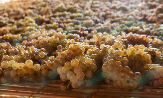 Moscato di Saracena, l'antico vino amato dal papa