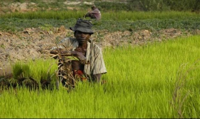 Coltivazione riso colline Antananarivo