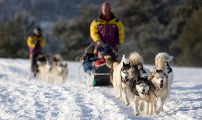 sleddog a Tarvisio