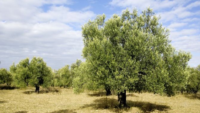 olio Monti Iblei Dop