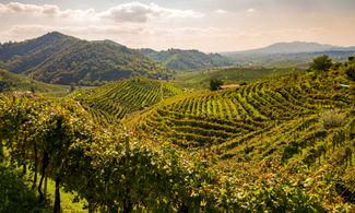 Veneto, sulle Colline del Prosecco Patrimonio dell'Umanità