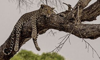 leopardo in riposo