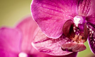 Salento: dove ammirare le più belle orchidee