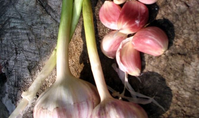 aglio di resia val resia prealpi giulie friuli venezia giulia<br>