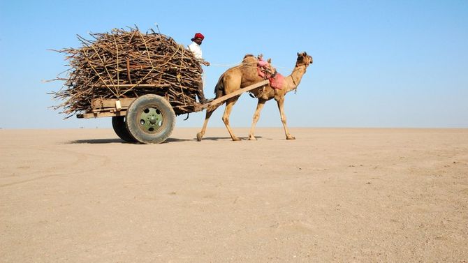 Dromedario nel deserto